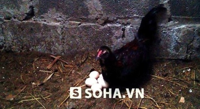 Kỳ lạ con gà mái “đội lốt” gà trống ở Hưng Yên