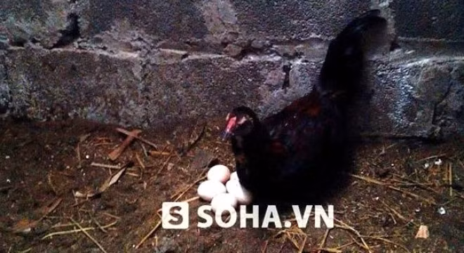 Kỳ lạ con gà mái “đội lốt” gà trống ở Hưng Yên