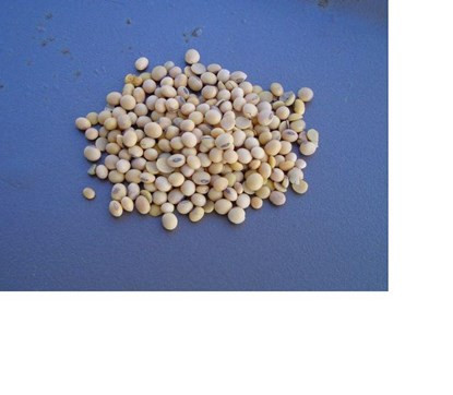 Những thực phẩm giúp chặn đứng quá trình lão hóa ảnh 4 Những thực phẩm giúp chặn đứng quá trình lão hóa