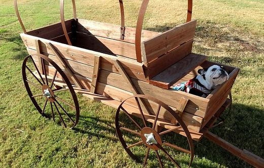 Ch&uacute; ch&oacute; mất hai ch&acirc;n khiến cả thế giới cảm phục - Ảnh 4