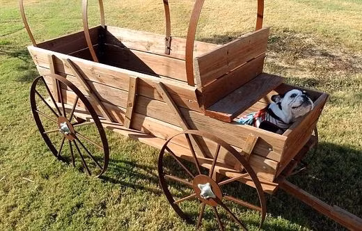 Chú chó mất hai chân khiến cả thế giới cảm phục - Ảnh 4
