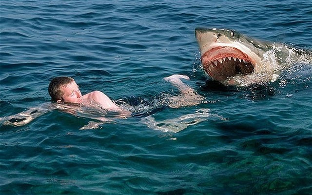 Carcharodon - cá mập ăn thịt người có thật ở Việt Nam ảnh 3 Carcharodon - cá mập ăn thịt người có thật ở Việt Nam ảnh 3