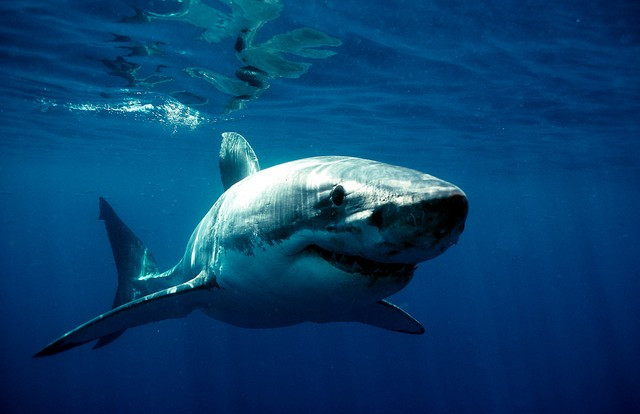 Carcharodon - cá mập ăn thịt người có thật ở Việt Nam ảnh 1 Hình dáng quen thuộc của loài cá mập trắng khổng lồ.