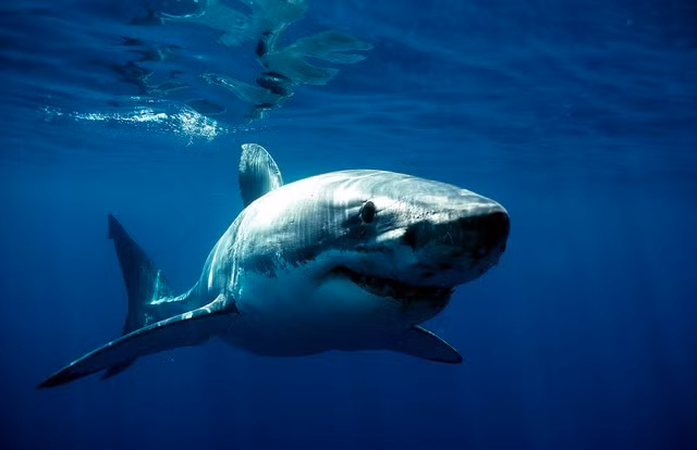 Hình dáng quen thuộc của loài cá mập trắng khổng lồ.