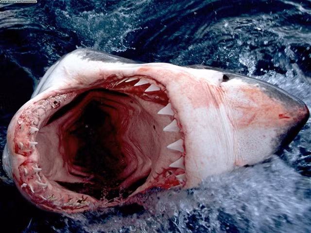  Carcharodon carcharias có thể tấn công cả thuyền nhỏ. 