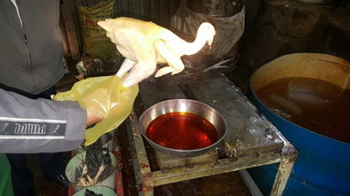 Nhận biết gà “ăn” hóa chất ảnh 2 Nhận biết gà “ăn” hóa chất