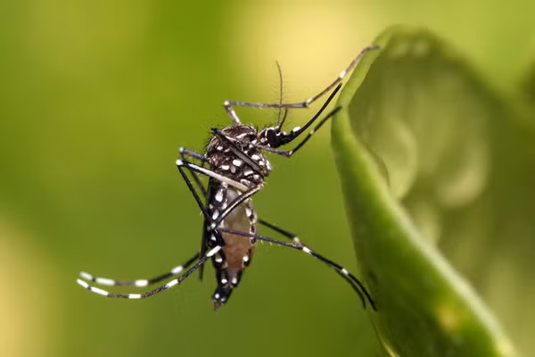 muỗi Aedes truyền virus Zika