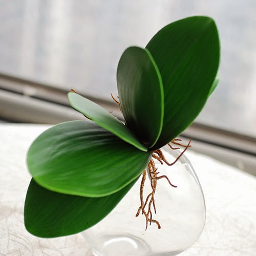 Cách trồng lan hồ điệp đơn giản nhất ngay tại gia đình Mô tả ảnh.