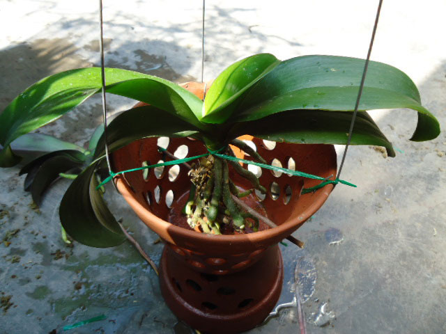 Lựa chọn chậu trồng lan hồ điệp phải phù hợp với cây trồng Mô tả ảnh.