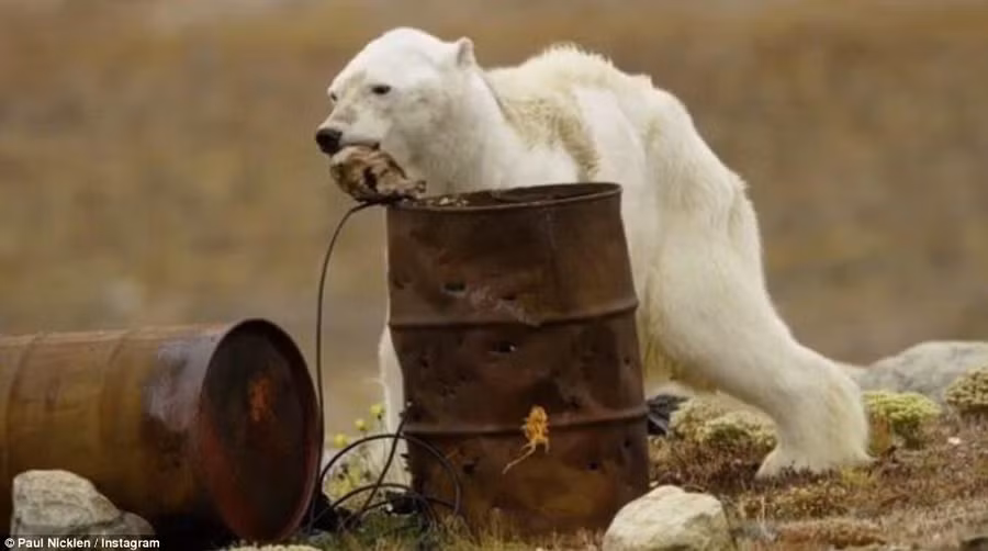 Xót xa chú gấu bắc cực lê bước tìm thực phẩm trước khi lìa đời