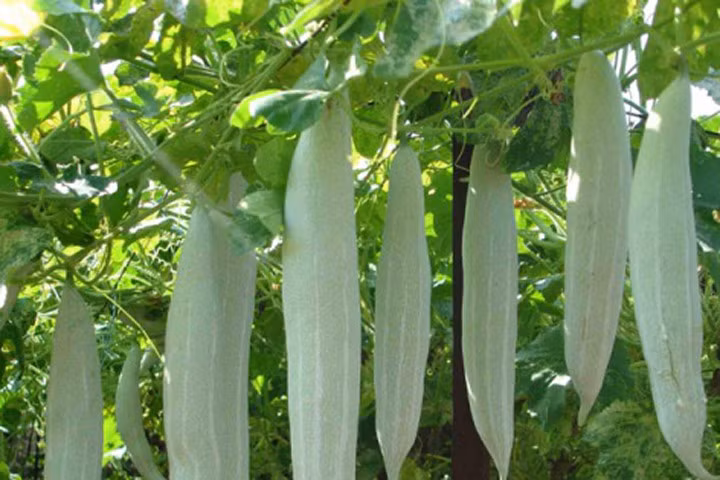 Kỹ thuật trồng cây mướp Nhật trong thùng xốp giải nhiệt mùa hè cho cả nhà