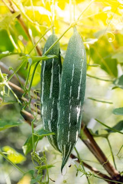 Ky thuat trong cay muop Nhat trong thung xop giai nhiet mua he cho ca nha - Anh 2