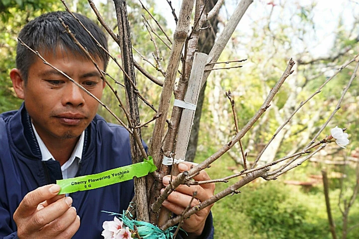 Đà Lạt trồng thành công loài hoa đào đẹp nhất Nhật Bản