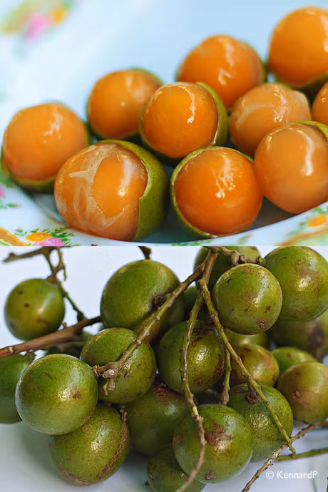 Qua chanh ky la ruot vang nhu nghe va an duoc ca hat, ban da duoc thuong thuc chua? - Anh 1