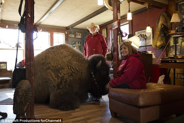 Chú trâu nặng 1 tấn sống chung với cặp vợ chồng Mike và Valerie Fogel