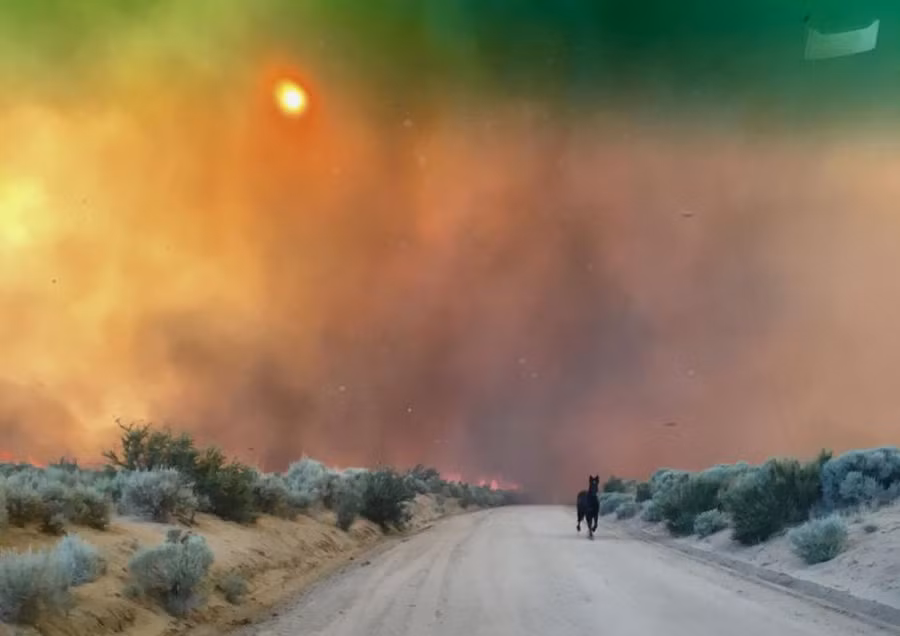 Một con ngựa chạy khỏi đám cháy ở Long Valley, gần Doyle, California, Mỹ Một con ngựa chạy khỏi đám cháy ở Long Valley, gần Doyle, California, Mỹ