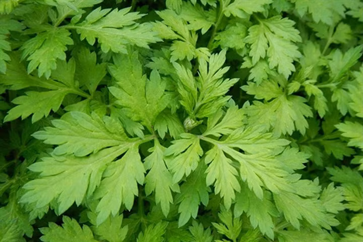 Mẹ bầu hết ngay cơn đau lưng nhờ dùng ngải cứu theo cách này