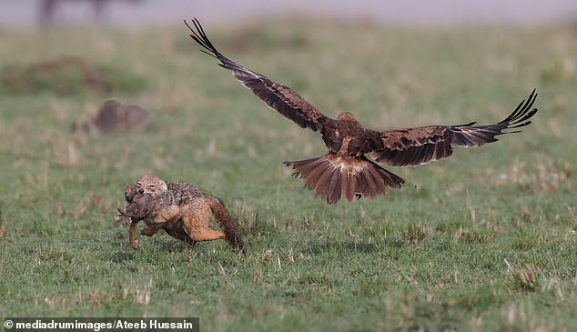 Lúc đầu, ông nghĩ chó mẹ đang tìm kiếm linh cẩu trong khu vực, nhưng 10-15 phút sau khi lần đầu tiên phát hiện ra chó mẹ, một con đại bàng màu hung bất ngờ sà xuống và cố gắng tóm lấy chó con.