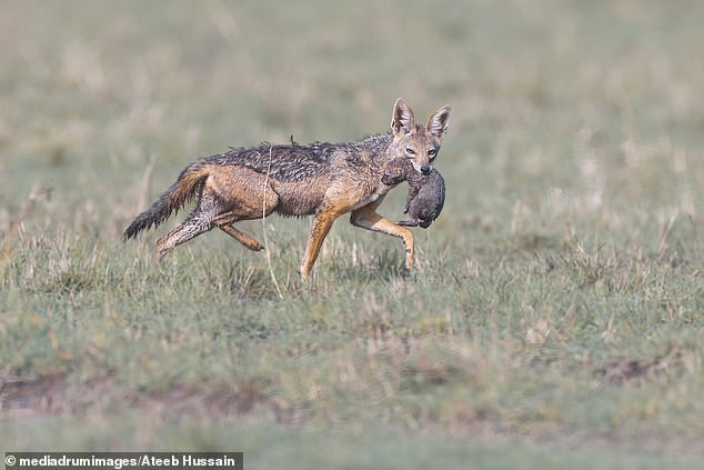 Ông Hussain cho biết: “Mọi việc diễn ra quá nhanh và chỉ kéo dài trong vài giây. Đại bàng vồ lấy chó rừng con, nhưng chó rừng mẹ lao theo nó và chó con bị rơi”. Sau vài phút, đại bàng lại đuổi theo 2 mẹ con, nhưng không thành công, cuối cùng nó bỏ cuộc và bay đi.