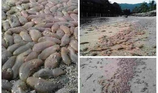 Hàng ngàn động vật lạ trôi dạt, sắp có sóng thần hủy diệt? ảnh 1 Hàng ngàn sinh vật lạ trôi dạt làm người dân lo lắng. (Ảnh: Secret China)