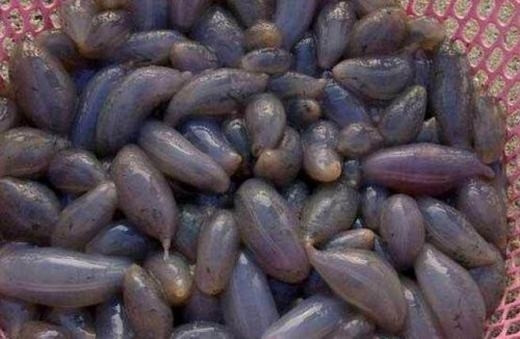 Hàng ngàn động vật lạ trôi dạt, sắp có sóng thần hủy diệt? ảnh 4 Chúng được người dân thu gom làm thực phẩm. (Ảnh: Secret China)
