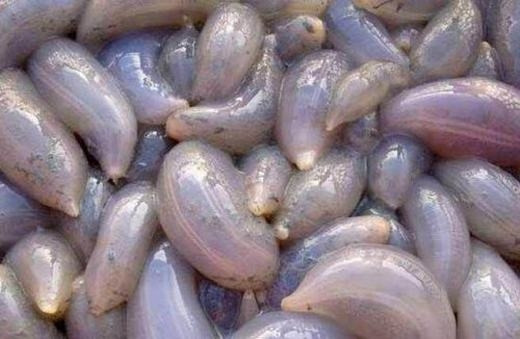 Hàng ngàn động vật lạ trôi dạt, sắp có sóng thần hủy diệt? ảnh 3 Cận cảnh sinh vật lạ. (Ảnh: Secret China)