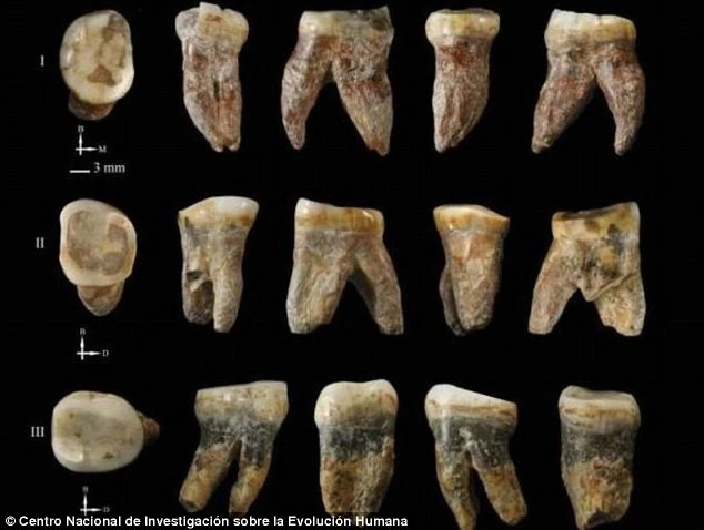 9 chiếc răng người mà các nhà khoa học phát hiện tại vùng Hứa Gia Diêu, Trung Quốc. Ảnh: Trung tâm Nghiên cứu Quốc gia về Quá trình tiến hóa của loài người