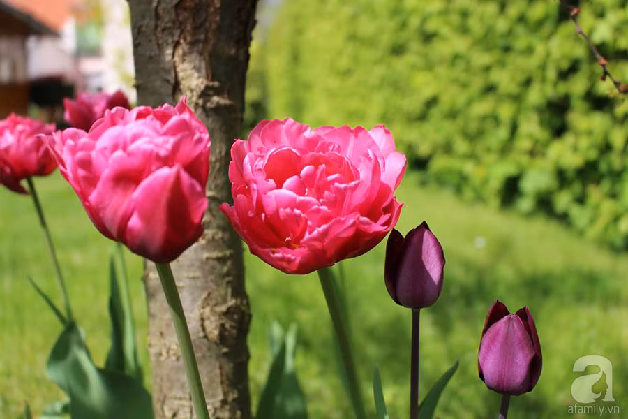 Khu vườn đẹp như tranh vẽ có hoa nở suốt 4 mùa của mẹ Việt ở Đức ảnh 8