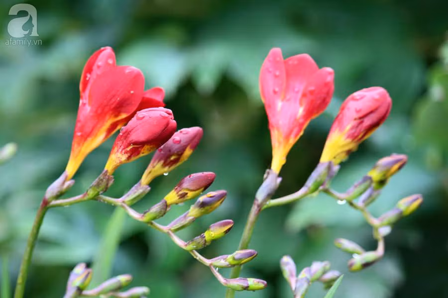 Khu vườn đẹp như tranh vẽ có hoa nở suốt 4 mùa của mẹ Việt ở Đức ảnh 20