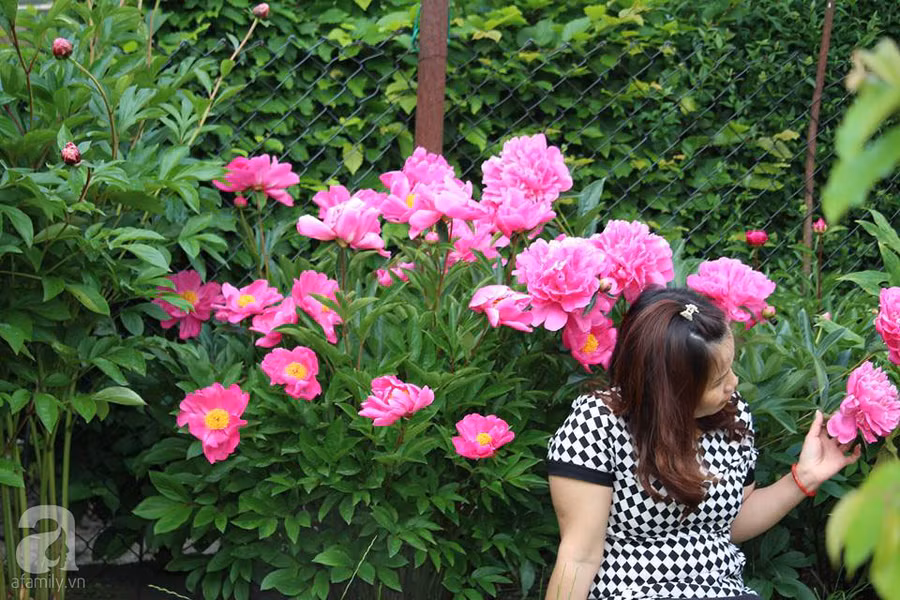 Khu vườn đẹp như tranh vẽ có hoa nở suốt 4 mùa của mẹ Việt ở Đức ảnh 34