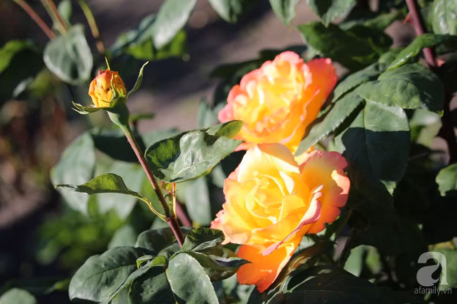 Khu vườn đẹp như tranh vẽ có hoa nở suốt 4 mùa của mẹ Việt ở Đức ảnh 26