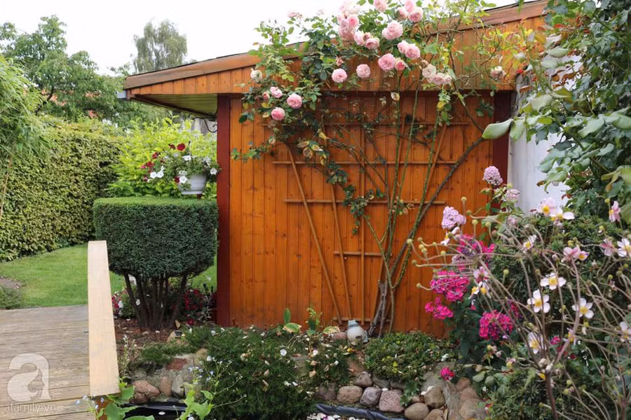 Khu vườn đẹp như tranh vẽ có hoa nở suốt 4 mùa của mẹ Việt ở Đức ảnh 2
