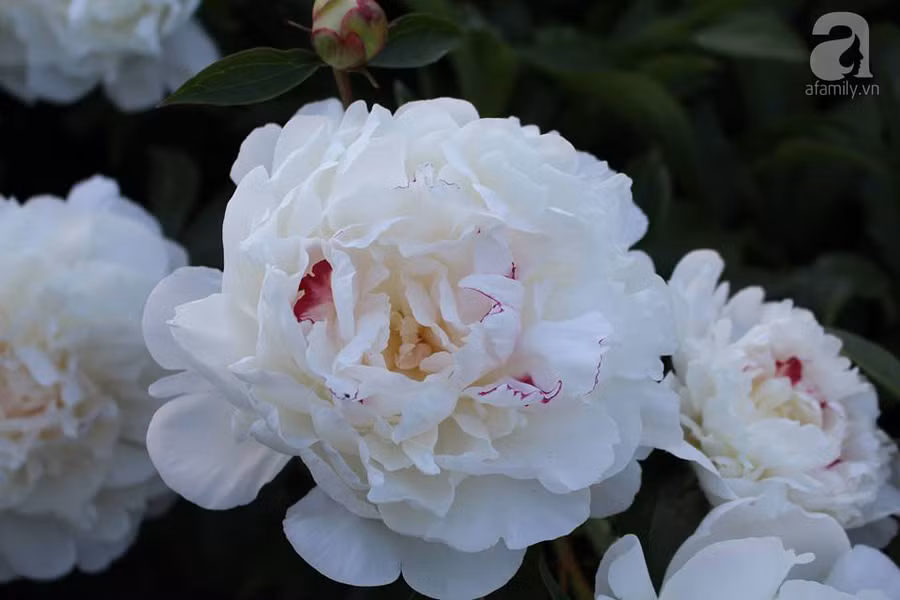 Khu vườn đẹp như tranh vẽ có hoa nở suốt 4 mùa của mẹ Việt ở Đức ảnh 18