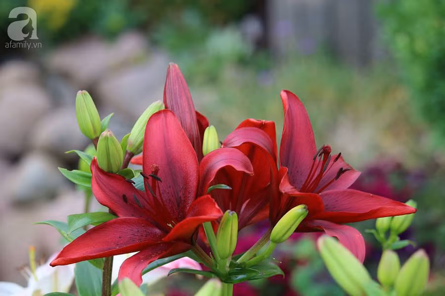 Khu vườn đẹp như tranh vẽ có hoa nở suốt 4 mùa của mẹ Việt ở Đức ảnh 14