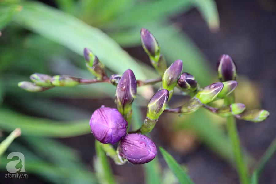 Khu vườn đẹp như tranh vẽ có hoa nở suốt 4 mùa của mẹ Việt ở Đức ảnh 21