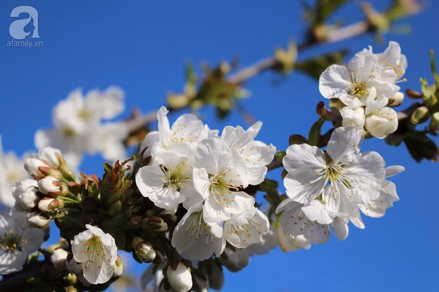 Khu vườn đẹp như tranh vẽ có hoa nở suốt 4 mùa của mẹ Việt ở Đức ảnh 11