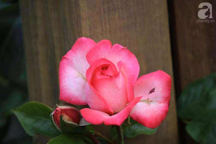 Khu vườn đẹp như tranh vẽ có hoa nở suốt 4 mùa của mẹ Việt ở Đức ảnh 25