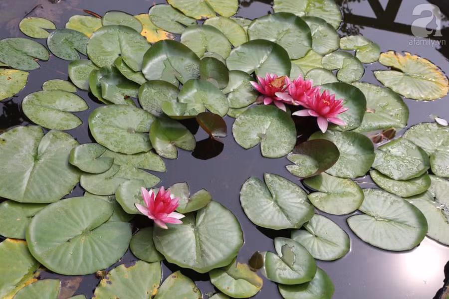 Khu vườn đẹp như tranh vẽ có hoa nở suốt 4 mùa của mẹ Việt ở Đức ảnh 5