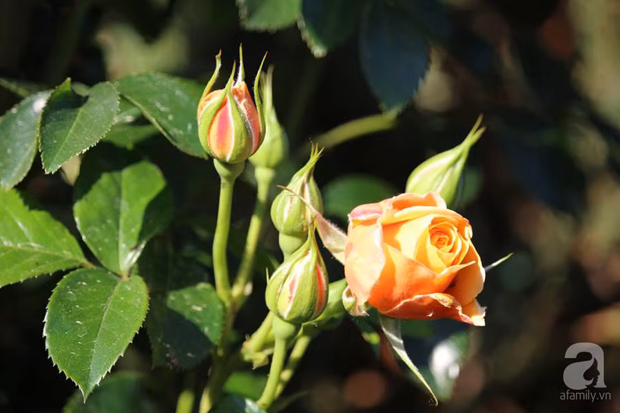 Khu vườn đẹp như tranh vẽ có hoa nở suốt 4 mùa của mẹ Việt ở Đức ảnh 27