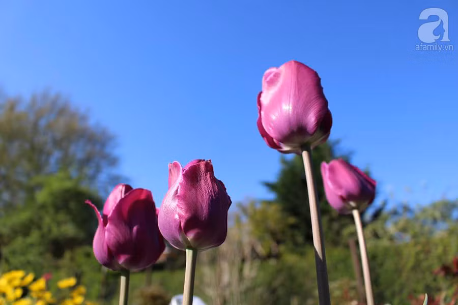 Khu vườn đẹp như tranh vẽ có hoa nở suốt 4 mùa của mẹ Việt ở Đức ảnh 19