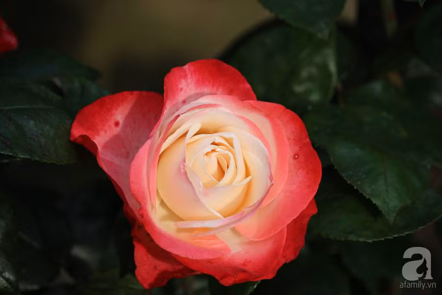 Khu vườn đẹp như tranh vẽ có hoa nở suốt 4 mùa của mẹ Việt ở Đức ảnh 28