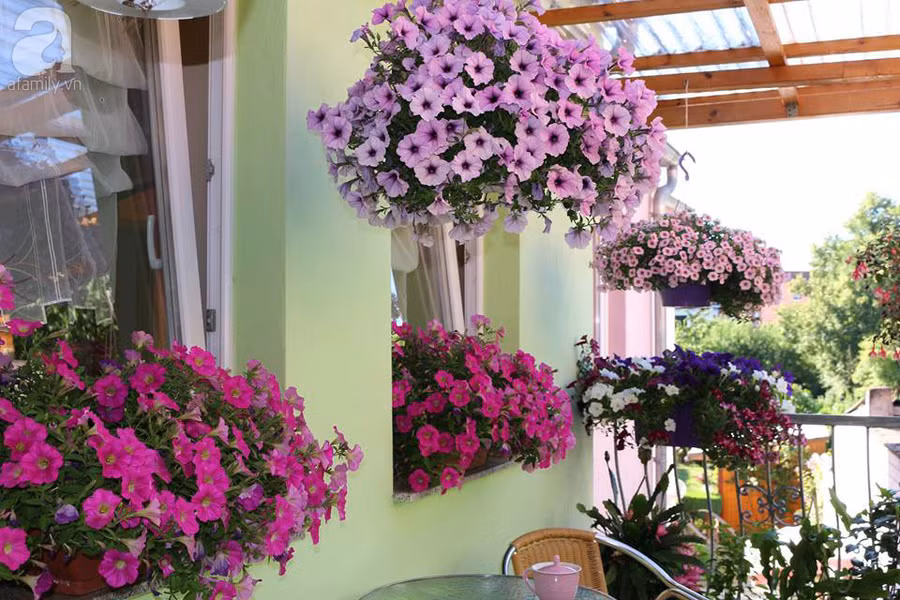 Khu vườn đẹp như tranh vẽ có hoa nở suốt 4 mùa của mẹ Việt ở Đức ảnh 10