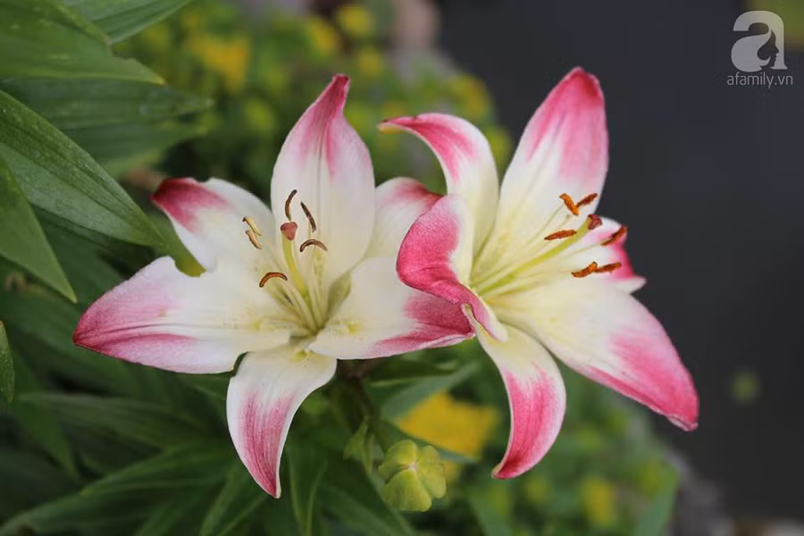 Khu vườn đẹp như tranh vẽ có hoa nở suốt 4 mùa của mẹ Việt ở Đức ảnh 13