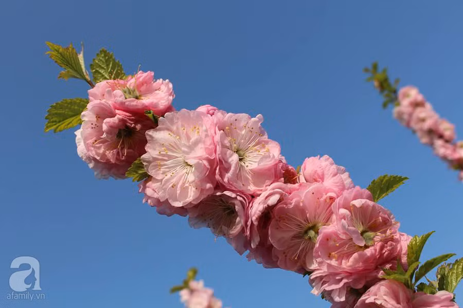 Khu vườn đẹp như tranh vẽ có hoa nở suốt 4 mùa của mẹ Việt ở Đức ảnh 12