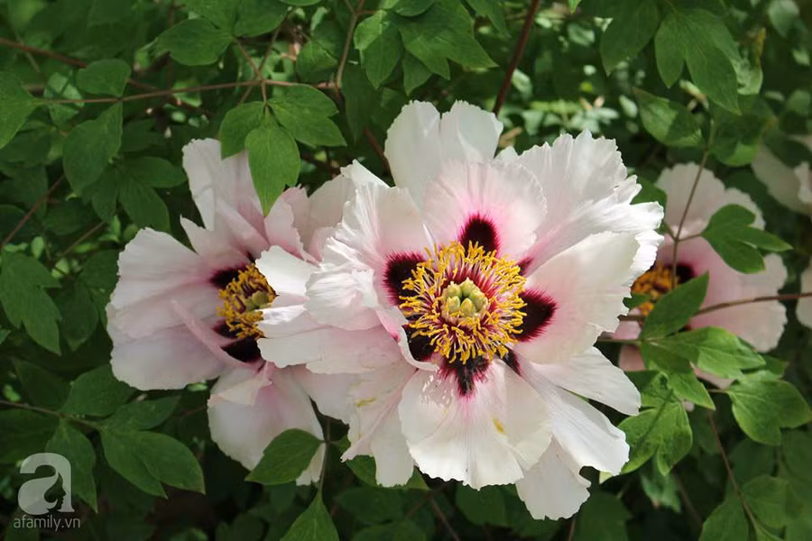 Khu vườn đẹp như tranh vẽ có hoa nở suốt 4 mùa của mẹ Việt ở Đức ảnh 16