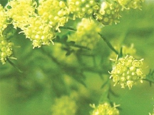 Thanh hao hoa vàng. Thanh hao hoa vàng.