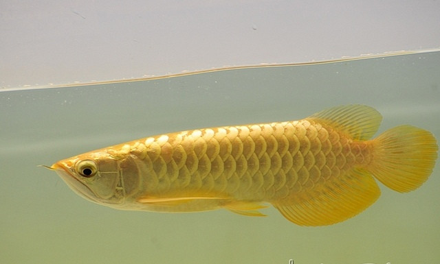 Cá kim long 9999 hơn 20 triệu/con đang được săn lùng có gì đặc biệt? - Ảnh 1