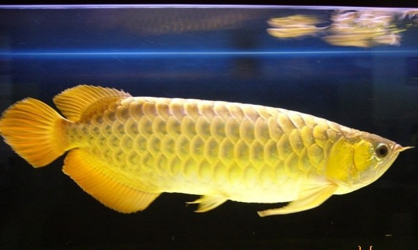 Cá kim long 9999 hơn 20 triệu/con đang được săn lùng có gì đặc biệt? - Ảnh 3