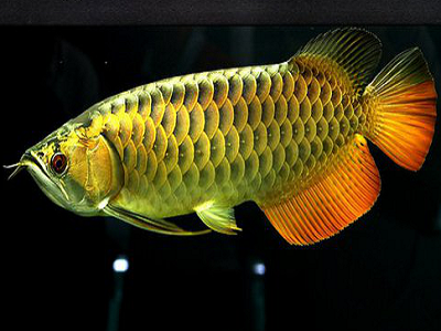 Cá kim long 9999 hơn 20 triệu/con đang được săn lùng có gì đặc biệt? - Ảnh 2