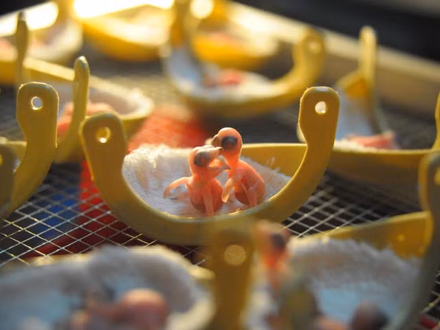 khach san 6 tang danh het 2 tang de... nuoi yen hinh anh 4